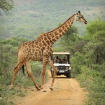 Game Drive 5 - Photo by Christian Sperka Photography